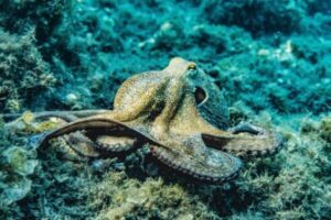 高洲海浜公園タコ釣り完全ガイド【2026年版】釣れる時期・タコエギ仕掛け・釣果データで徹底解説