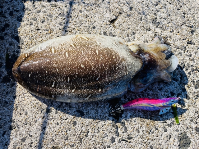 モンゴウイカ