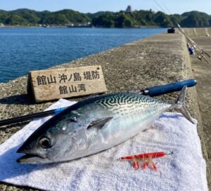 【館山】ソウダガツオの釣り方完全ガイド｜餌・仕掛け・釣れる時期を徹底解説